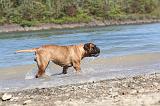 BULLMASTIFF 068